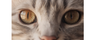 Źródło: AI (Surfer SEO)