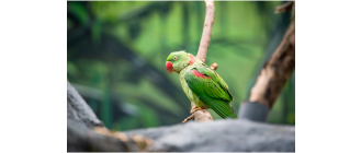 Aleksandretta obrożna - tęczowa i wyjątkowa papuga