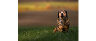 Alpejski gończy krótkonożny - encyklopedia ras psów