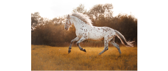 Appaloosa - najważniejsze informacje o rasie