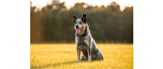 Australian cattle dog - encyklopedia ras psów