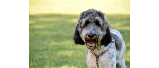 Bernedoodle – krzyżówka dwóch przyjaznych ras psów