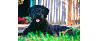Bouvier des Flandres, czyli francusko-belgijski pies pasterski. Encyklopedia ras psów
