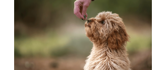 Cavoodle (Cavapoo) - najważniejsze informacje