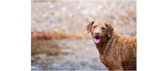 Chesapeake bay retriever - Encyklopedia ras psów