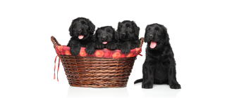 Czarny terier rosyjski - jaką ma opinię? Encyklopedia ras psów