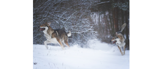 Wilczak czechosłowacki (Czechoslovakian Wolfdog) – Encyklopedia psów