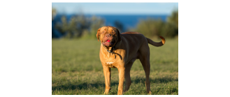 Dogue de Bordeaux - Encyklopedia ras psów
