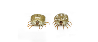 Erlichioza u psów - niebezpieczna choroba odkleszczowa