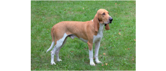 Gończy szwajcarski odmiany berneński, z Jury, lucerneński, ze Schwyz - encyklopedia ras psów