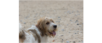 Grand basset griffon vendeen (duży basset gryfon wandejski) - encyklopedia ras psów