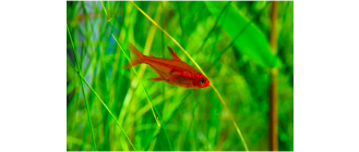 Bystrzyk amandy (Hyphessobrycon Amandae) - neonowy mieszkaniec akwarium