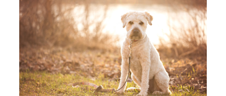 Irish soft coated wheaten terrier (terier pszeniczny) - Encyklopedia ras psów