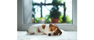 Koronawirus u psa – czy można zarazić się COVID-19 od zwierzęcia?