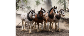 Koń clydesdale - zimnokrwisty koń ze Szkocji