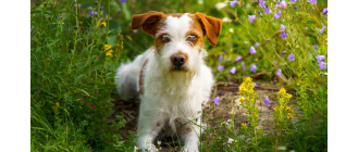 Kromfohrländer - encyklopedia ras psów