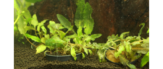 Kryptokoryna (zwartka) – najważniejsze informacje o uprawie tej rośliny