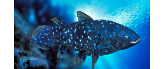 Latimeria - ryba, która zszokowała naukowców