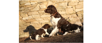 Mały münsterländer - cała prawda o rasie!