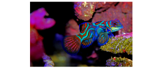 Mandaryn wspaniały (Synchiropus splendidus) - najważniejsze informacje o gatunku