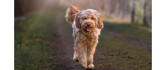 Pies otterhound – olbrzym o wielkim sercu. Encyklopedia ras psów