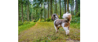 Petit basset griffon vendeen (mały basset gryfon wandejski) - encyklopedia ras psów