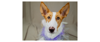 Podenco z Ibizy (Podenco ibicenco) - Encyklopedia ras psów