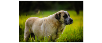 Portugalski pies stróżujący (Rafeiro do Alentejo) - encyklopedia ras psów