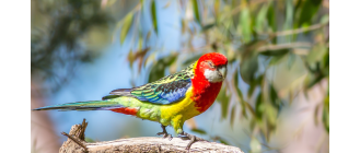 Rozella białolica - papuga z Australii