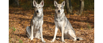 Saarlooswolfhond - najważniejsze informacje o rasie. Encyklopedia ras psów