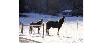 Shivering syndrome - choroba neurologiczna u koni