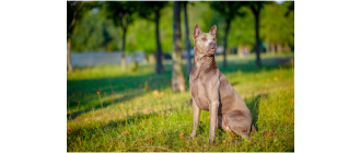 Thai ridgeback dog - encyklopedia ras psów