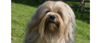 Jappitoo, wikipedia.org 