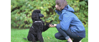Szkolenie klikerem, czyli jak działa kliker dla psa i kota?
