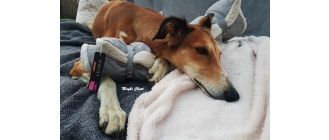 Jak zadbać o sen i wypoczynek psa?