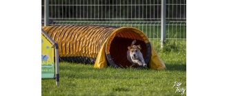 Psie sporty - czyli jak aktywnie spędzać czas z psem?