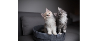 Koronawirus SARS-CoV-2 – czy światowa epidemia dotyczy kotów?