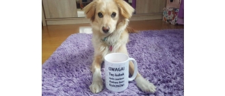 Moja Historia Adopcji - cz. 1 Zuzia