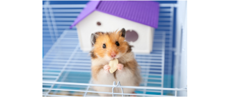 Adopcja chomika krok po kroku