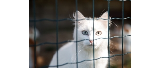 Jak wyglądają kocie adopcje?