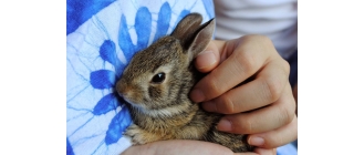 Adopcja królika – wszystko co powinieneś wiedzieć przed podjęciem decyzji