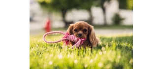 Opieka nad szczeniakiem – kilka przydatnych wskazówek