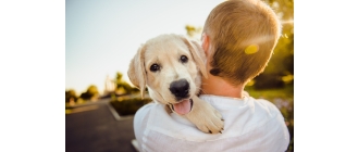 Jak prawidłowo wychować psa, by był dobrym towarzyszem?