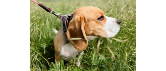 Co na kleszcze i pchły dla psa? Zabezpiecz pupila dzięki obroży leczniczej Foresto