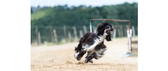 Chart afgański – najważniejsze informacje o rasie