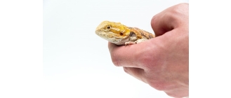 Agama brodata – jaszczurka z Australii