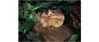 Agama kołnierzasta - najważniejsze informacje o gatunku