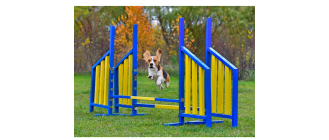 Praktyczne rady o agility dla psów