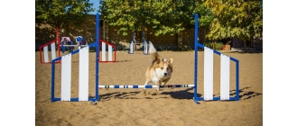 Agility dla małych zwierząt - sprawdź jak ćwiczyć i bawić się z pupilami