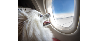 Wystartowała pierwsza linia lotnicza dla psów – poznaj Bark Air!